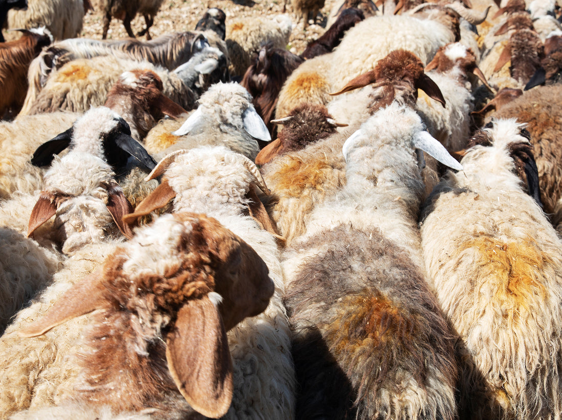 FARM: ISSUE 108