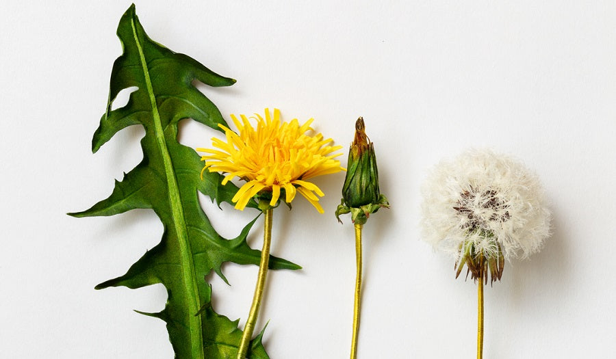 3D Botanicals