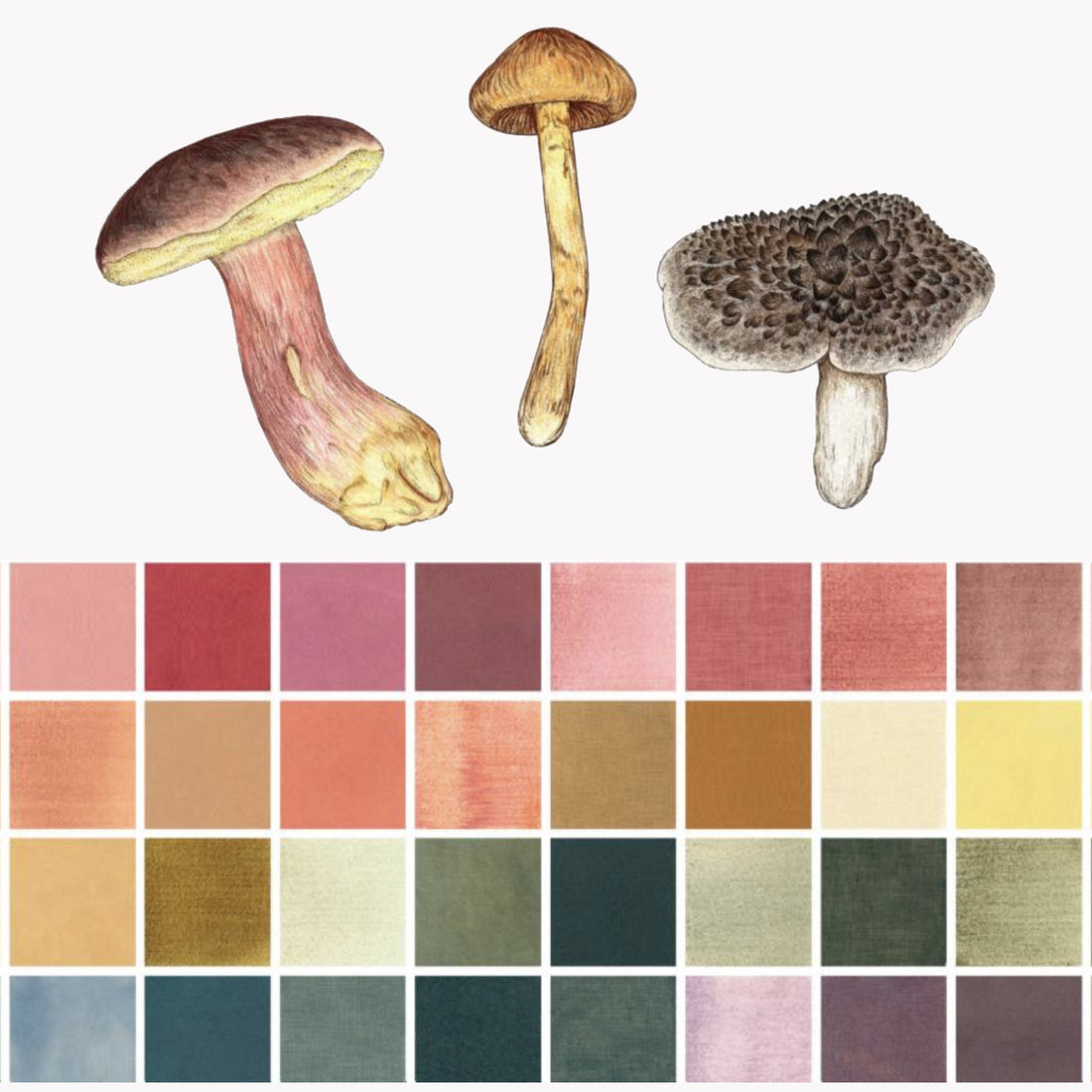 Sunday Read: The Mushroom Color Atlas