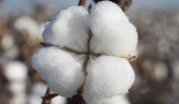 COTTON COMPETITION TIME