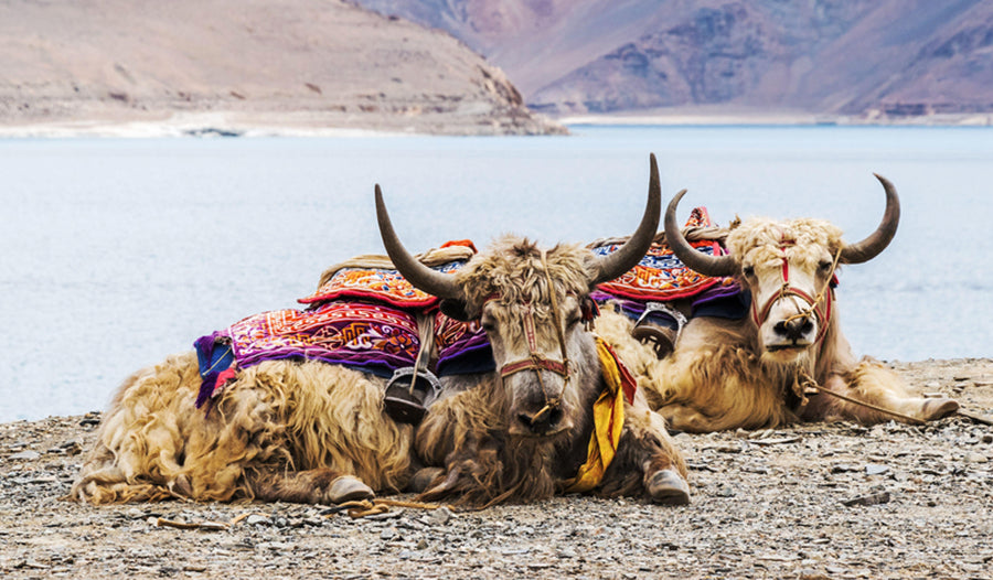 YACKETY-YAK: HIGH FIBRE FROM THE ROOF OF THE WORLD