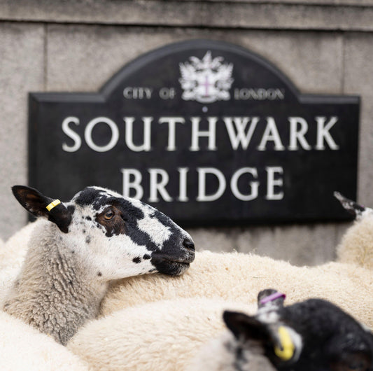 Sunday 28 September, 10-4 p.m.: Sheep Drive, The Woolmen Sheep Drive and  Livery Fair