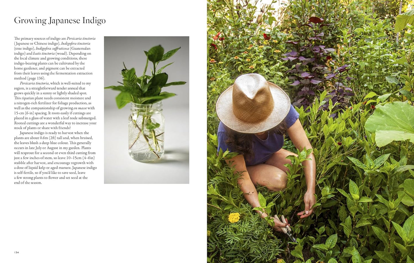 "PRE-ORDER" From Plant to Pigment, Natalie Stopka
