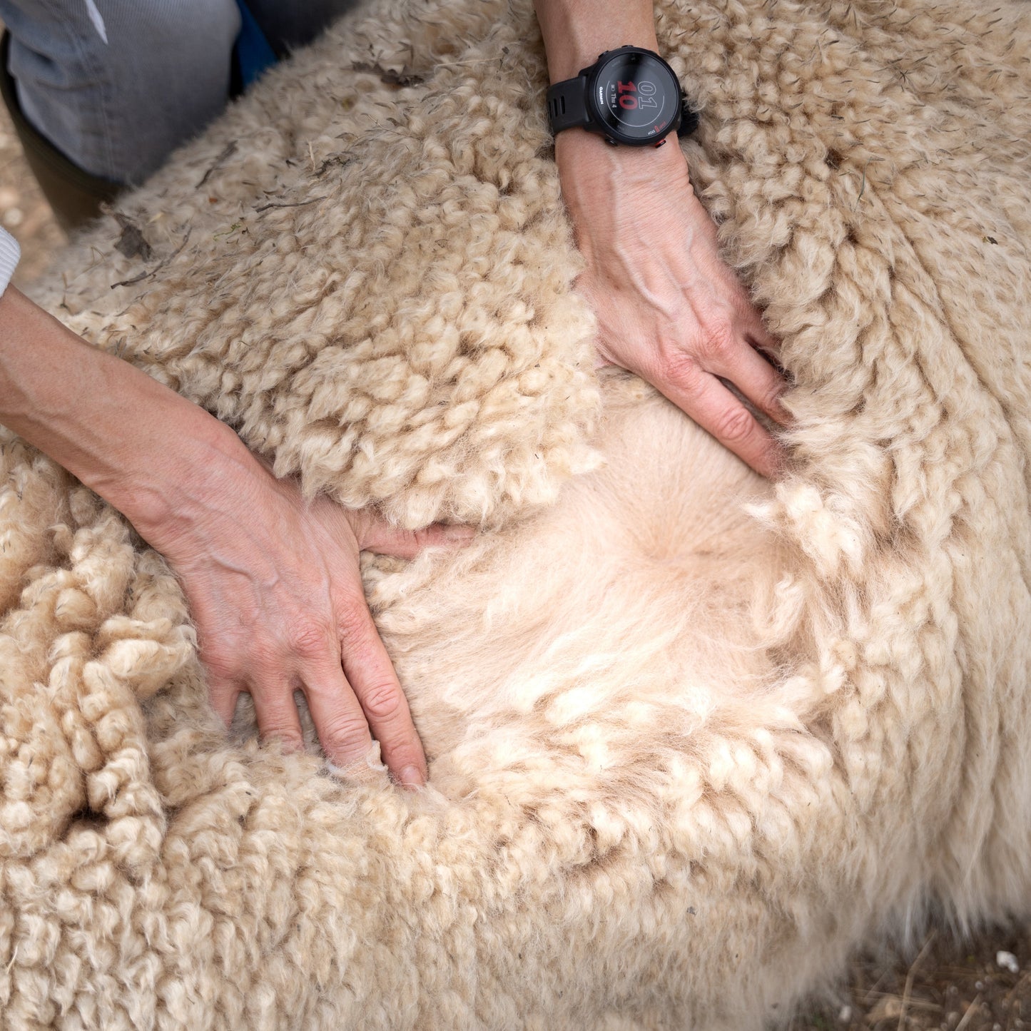 Claire Turner - Alpaca Apparel