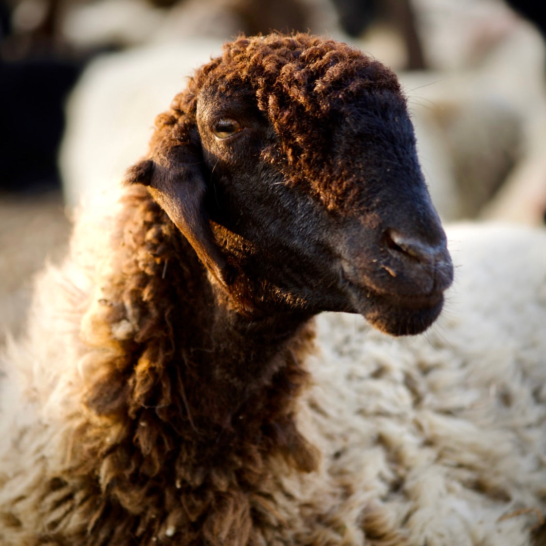 Monday 22 September, 10-5 p.m.: Symposium: Interwoven: Wool Across Borders with Khadi London