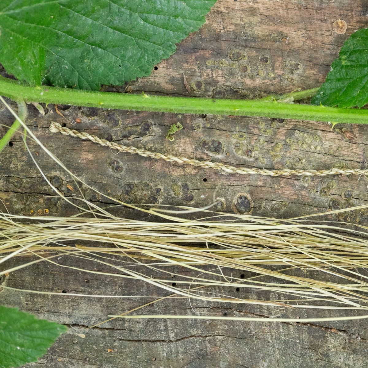 Saturday 1 & Sunday 2 March 2025, Wild Cordage with Ruby Taylor