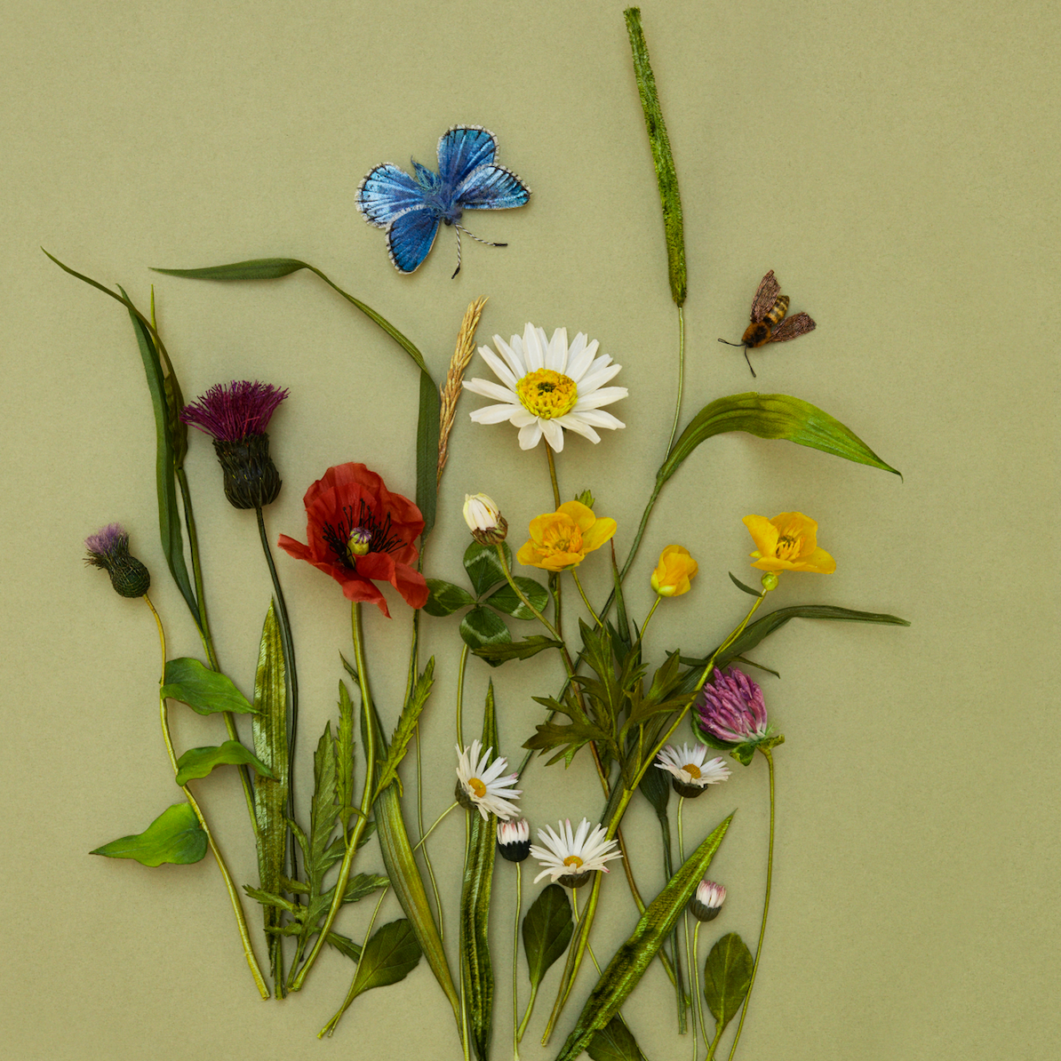 Saturday 10 February 2024, Meet Anne Tomlin