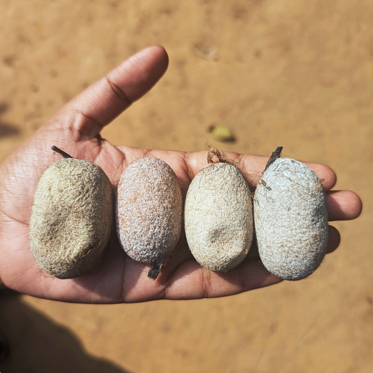 Friday 18 September, 3-4 p.m.: Talk & Walkthrough, Wild Silk Ecology of Eastern India – The Story of Tasar with Obeetee Craft Studio