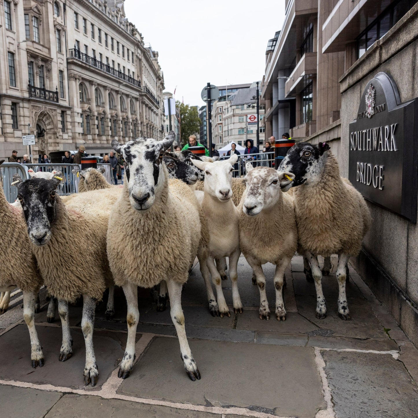 Sunday 28 September, 10-4 p.m.: Sheep Drive, The Woolmen Sheep Drive and Livery Fair