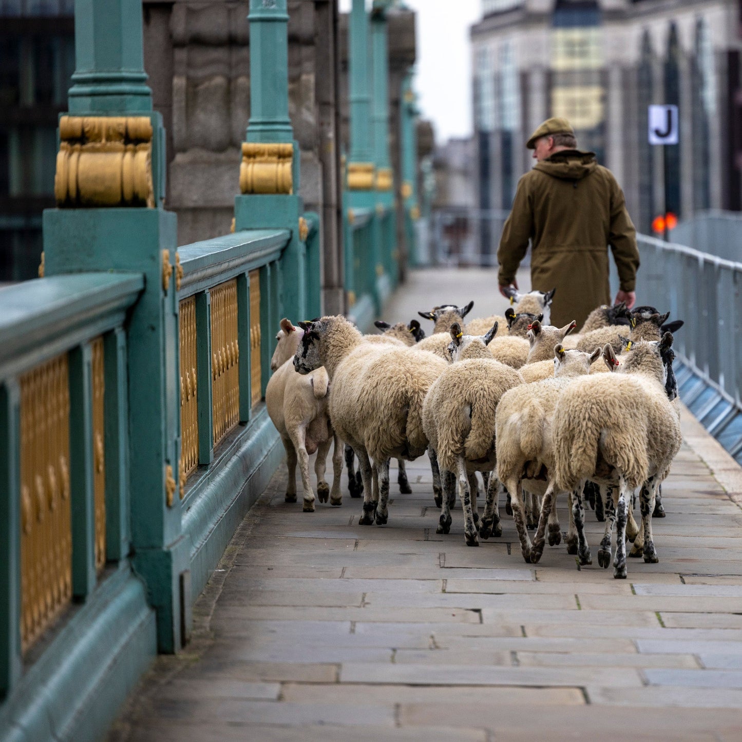 Sunday 28 September, 10-4 p.m.: Sheep Drive, The Woolmen Sheep Drive and Livery Fair