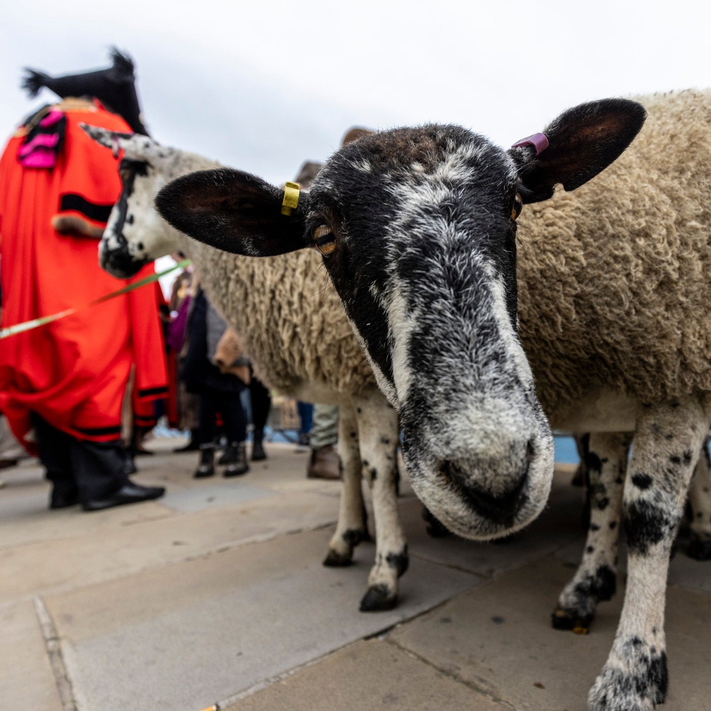 Sunday 28 September, 10-4 p.m.: Sheep Drive, The Woolmen Sheep Drive and Livery Fair