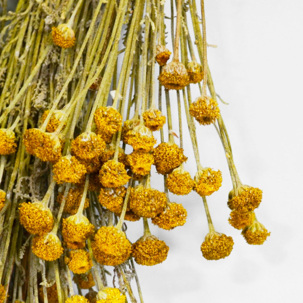 Italy, Bergamo, Daniela Gregis