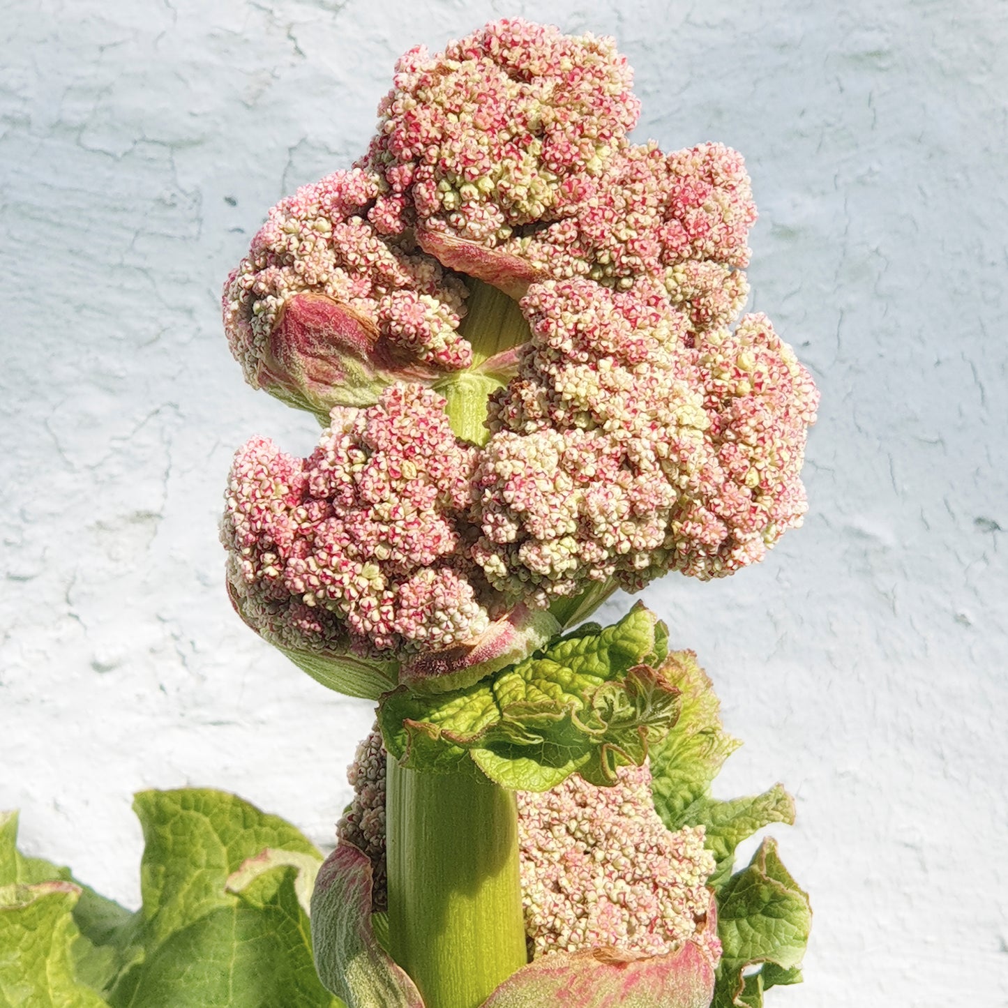 How to Make Rhubarb Bolero with Bella Gonshorovitz