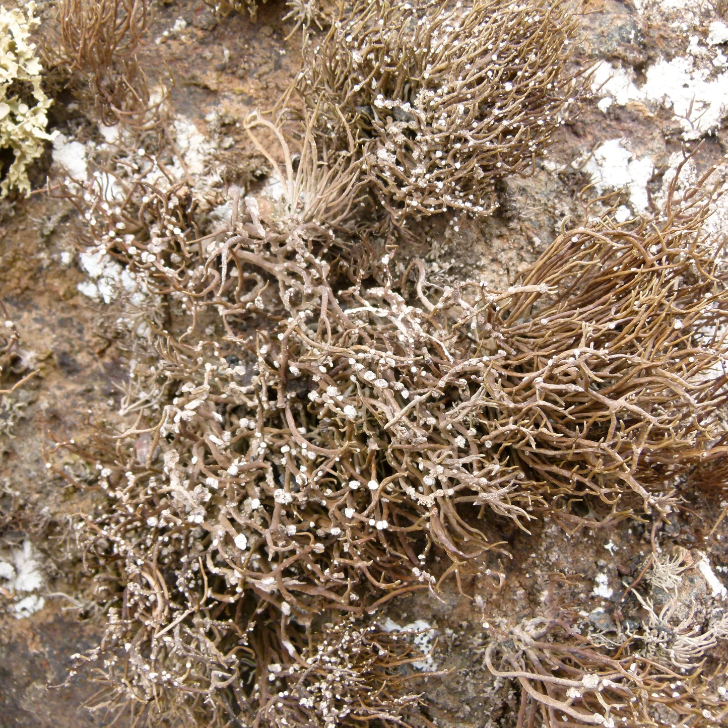 Colour with Keith Recker, Amy Butler Greenfield, Jantiene van Elk from TextielMuseum, Carole Waller and Margo Selby