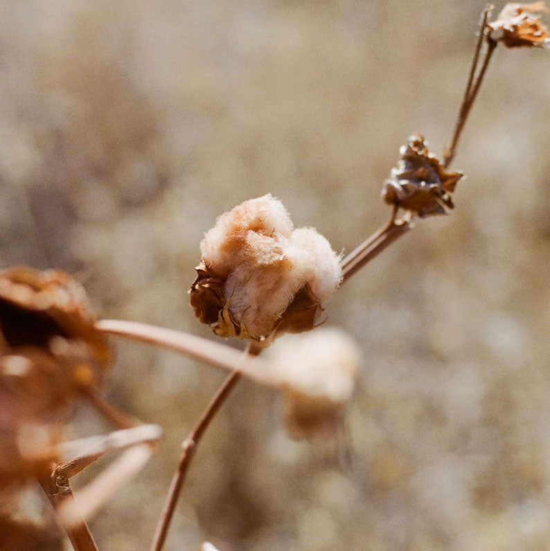 Cotton with Sally Fox, Marzia Lanfranchi, Giorgio Riello, Barbara Hahn, Adele Stafford and Trevor Burnard