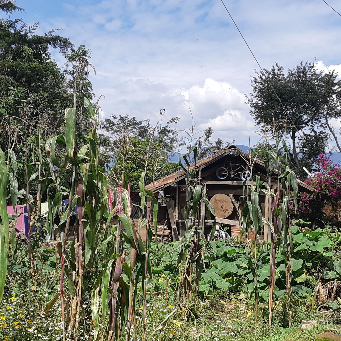 Guatemala, Multicolores, Rug Hooking & Embroidery