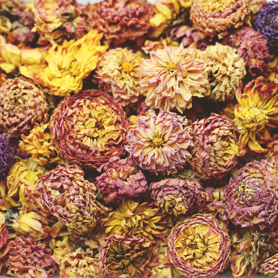 The Garden as a Dye House — Chelsea Flower Show 2026