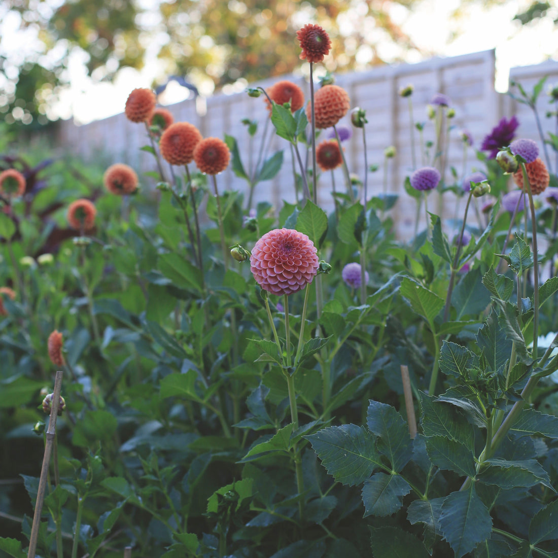 Grow, Cut, Colour: Sarah Raven on Dahlias