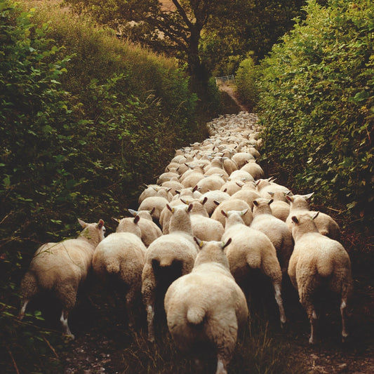 From Upland Farm to School Jumper: Wool's Long Journey in Derby