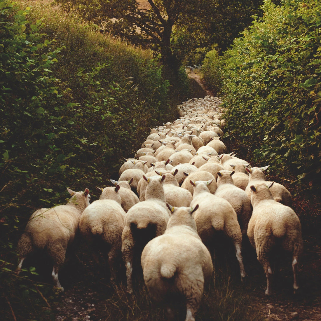 From Upland Farm to School Jumper: Wool's Long Journey in Derby