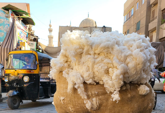 EGYPTIAN COTTON