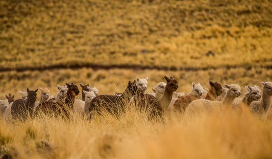 Selvedge Talks to Study 34