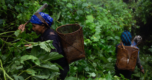 THE CALL OF ORANGE WILD RHEA