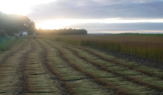 CHANGING SEASONS, CHANGING LOCATIONS: NEW SLOW TV, LINEN HARVEST