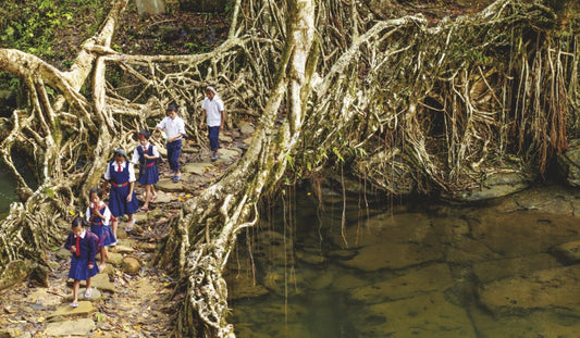 Living Root Bridges
