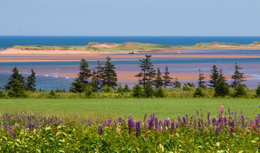 ANNE OF GREEN GABLES AND SUSANNAH HUNTER'S HANDBAGS IN BLOOM