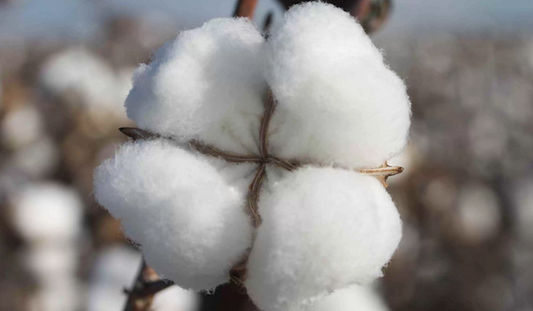COTTON COMPETITION TIME