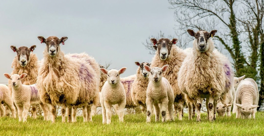 INNOVATION IN WOOL AWARDS