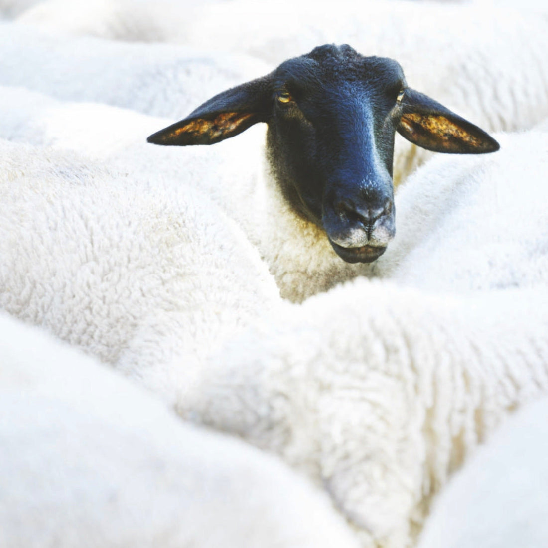 Wool Month 2025: Check It’s Wool