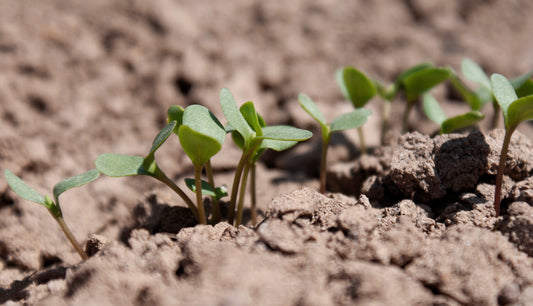 IN PROGRESS: LINEN HARVEST