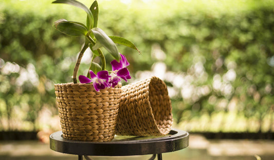 Water Weed to Home Décor