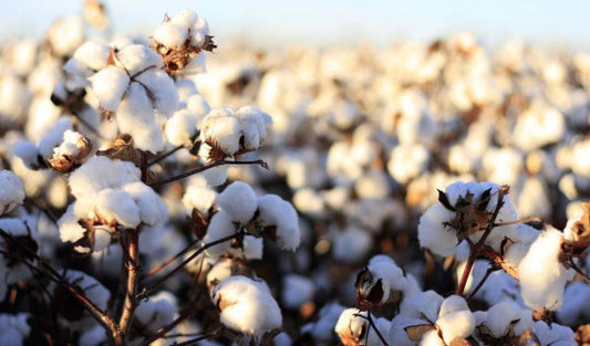 WIN "THE STORY OF COTTON" BY VINCENT MCKERNAN