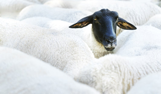 Sustainability and Finnsheep Wool
