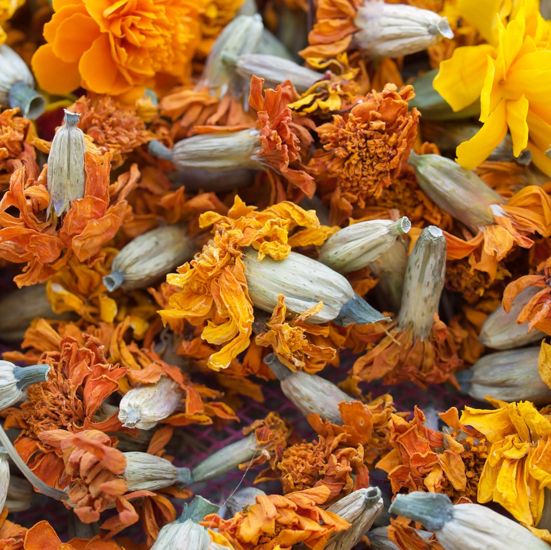 Weekend Read: Dyeing Naturally by Emma Kylmälä