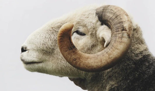 Wool: A Wonder Fibre