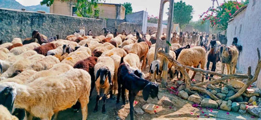 LOCAL WOOL, ARTISAN WEAVES