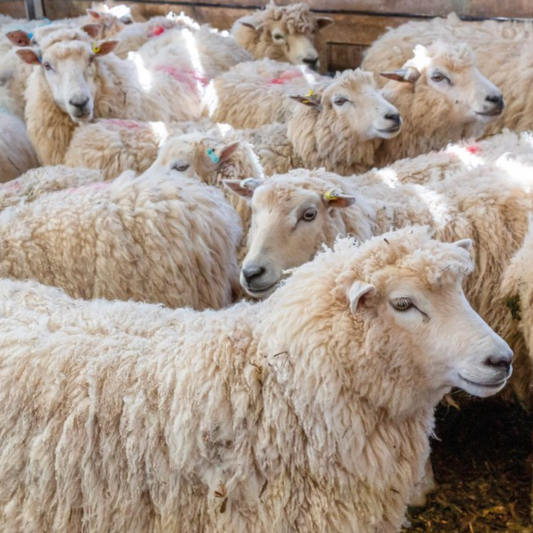 Weekend Read: The Wonder of Wool by Justine Lee and Jess Morency