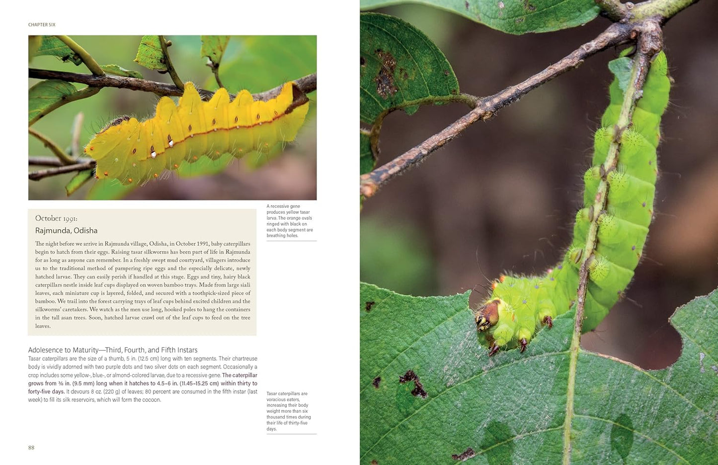 In Search of Wild Silk: Exploring a Village Industry in the Jungles of India