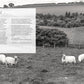 Wonder of Wool: A Knitter's Guide to Pure Breed Sheep, Justine Lee, Jess Morency