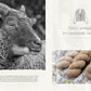 Wonder of Wool: A Knitter's Guide to Pure Breed Sheep, Justine Lee, Jess Morency