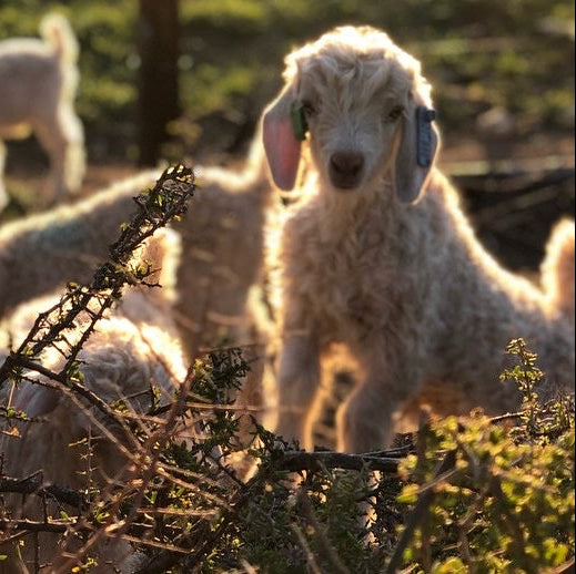 South Africa, Frances VH Mohair, Rug Weaving & Knitwear