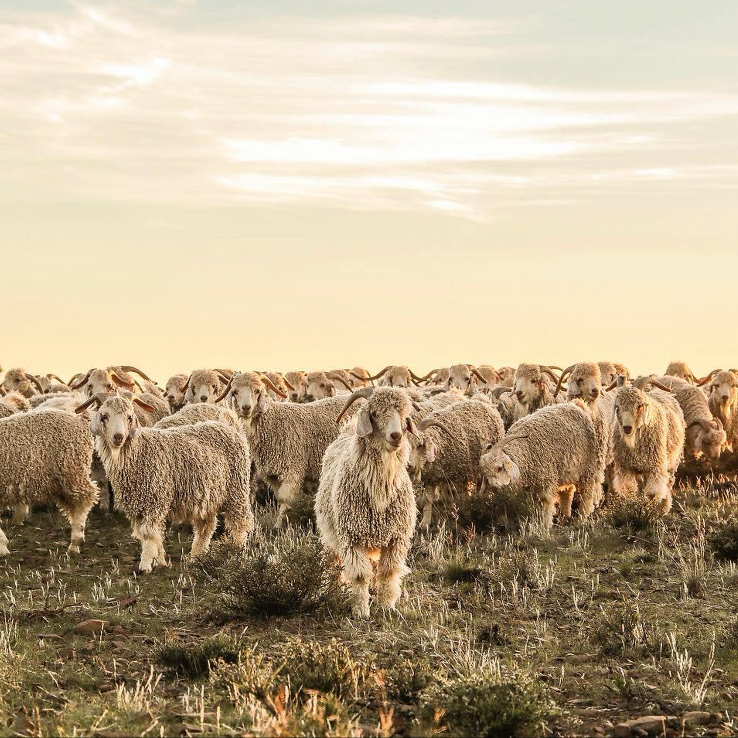 South Africa, Frances VH Mohair, Rug Weaving & Knitwear