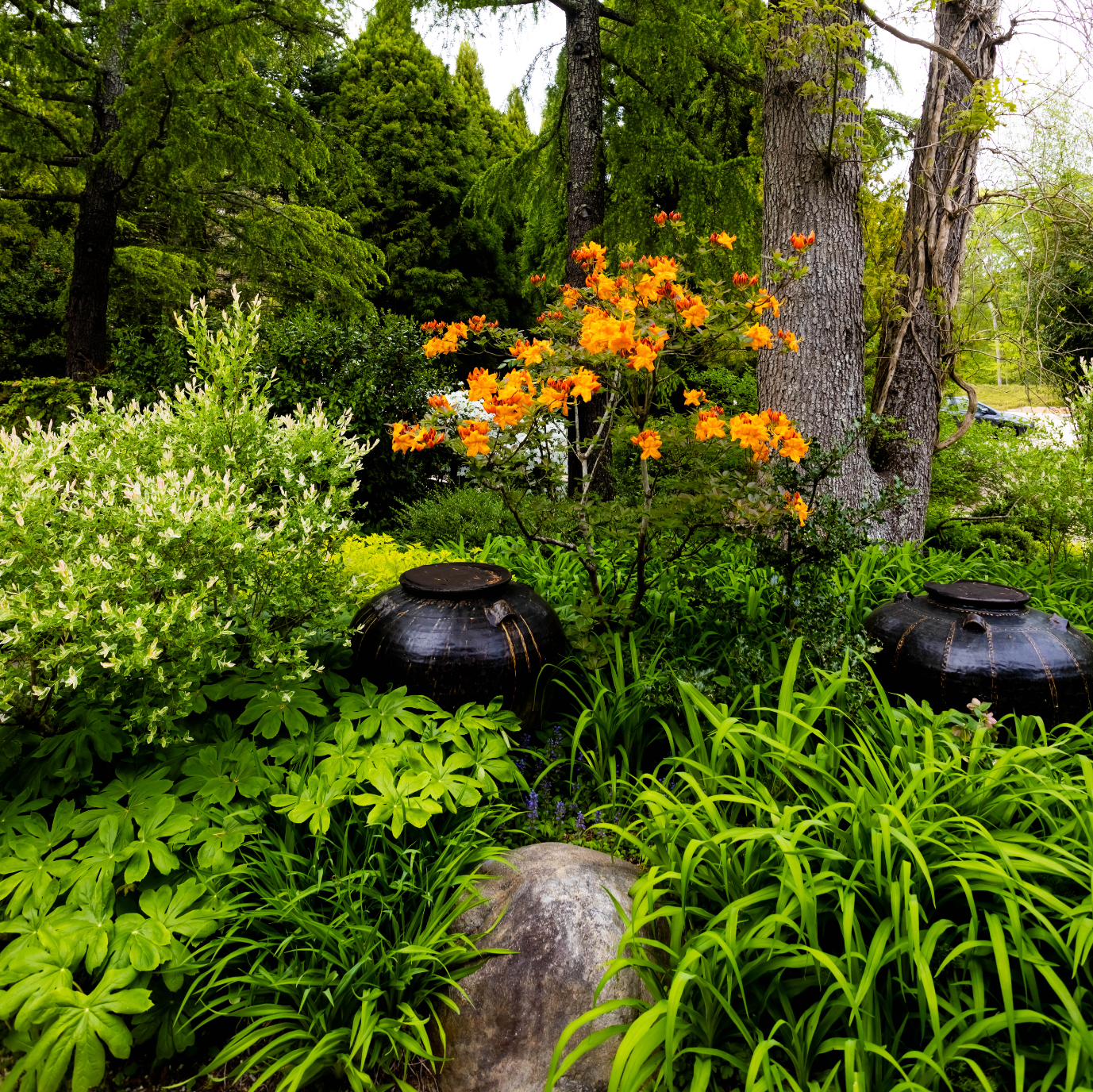 Issue 130 Flower (Pre-order)