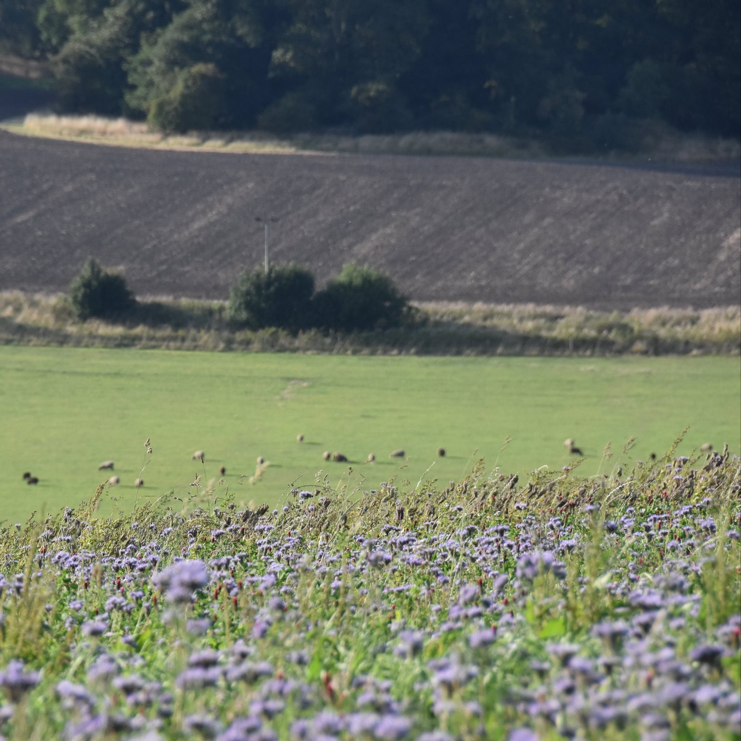 Lindsay Girvan - Future Vintage