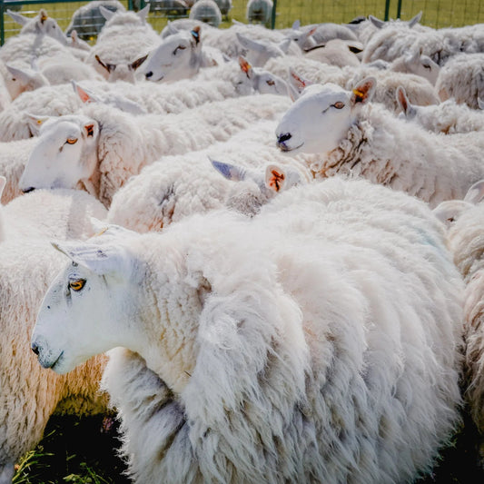 Wednesday 3 September, 6-7 p.m. (BST): Online Talk: Crafting with What the Land Offers with Shannon Nelson of Traceable Textiles