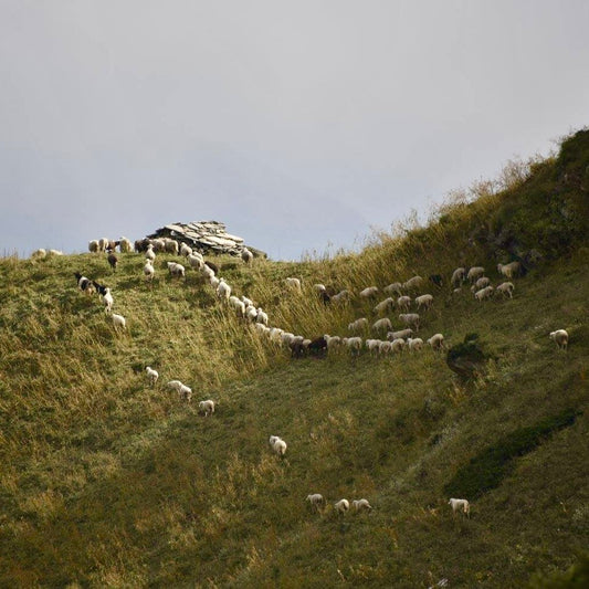 Monday 22 September, 10-5 p.m.: Symposium: Interwoven: Wool Across Borders with Khadi London